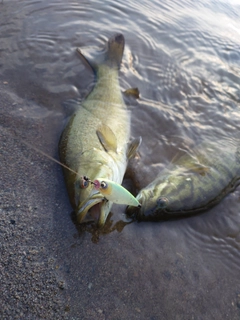 スモールマウスバスの釣果