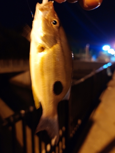 セイゴ（マルスズキ）の釣果