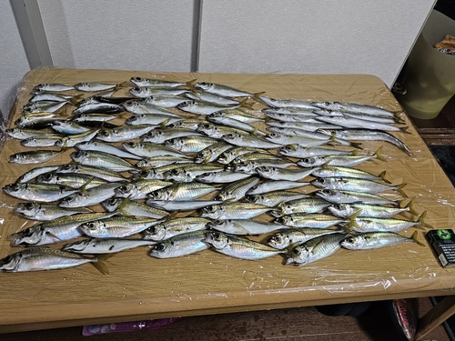 アジの釣果