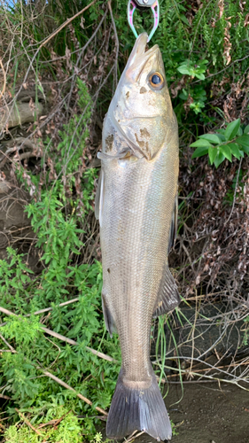 フッコ（マルスズキ）の釣果