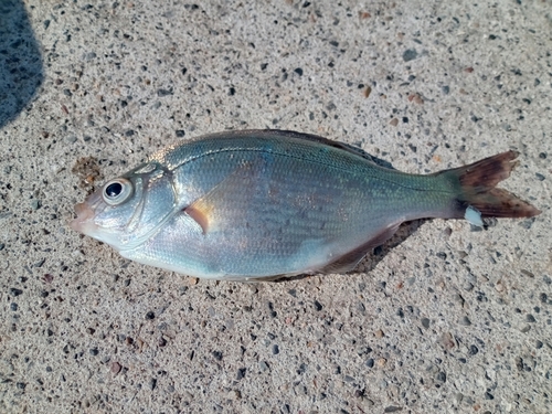 ウミタナゴの釣果