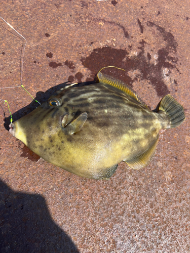 カワハギの釣果