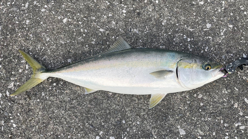 ブリの釣果