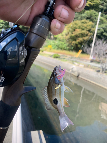 イッテンフエダイの釣果