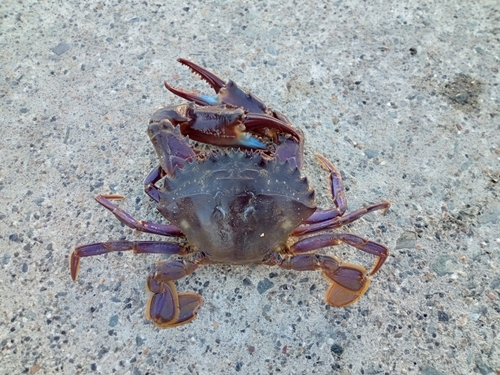 カニの釣果