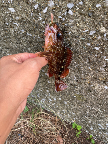 カサゴの釣果