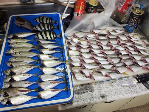 クロメバルの釣果