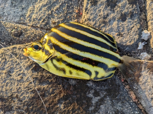 カゴカキダイの釣果