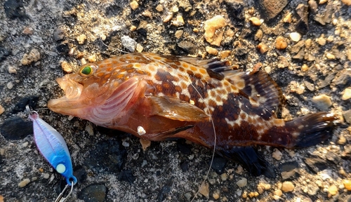 キジハタの釣果