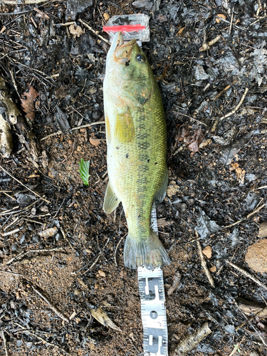 ブラックバスの釣果