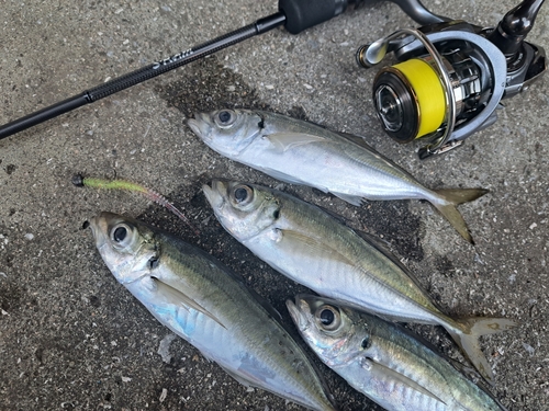 アジの釣果