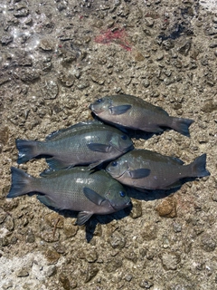 クチブトグレの釣果