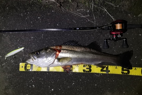 シーバスの釣果