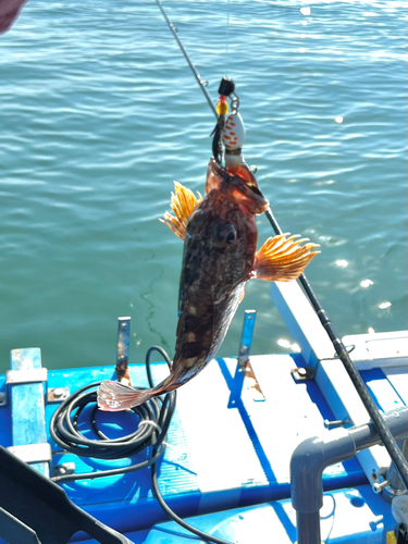 ガシラの釣果