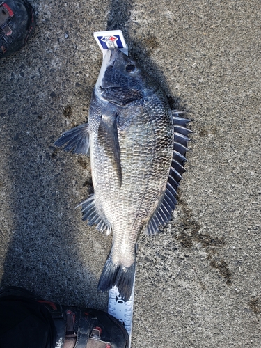 クロダイの釣果