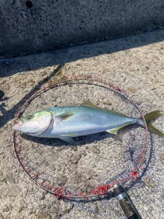 ブリの釣果