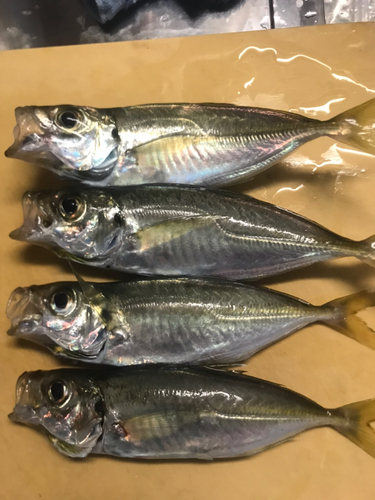 アジの釣果