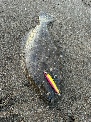 ヒラメの釣果