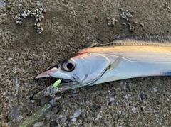 タチウオの釣果