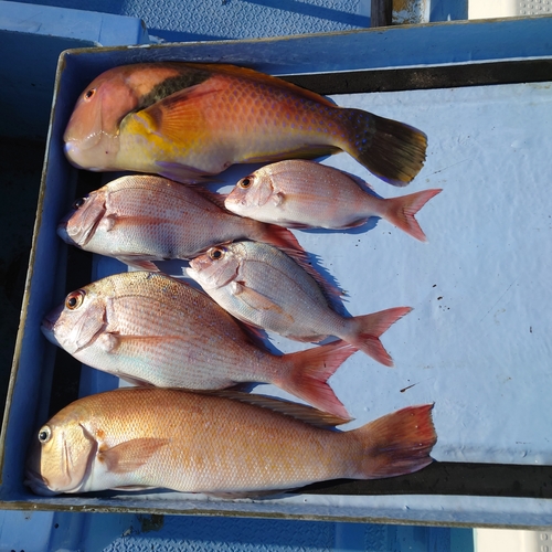 アマダイの釣果