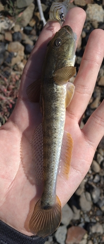 ハゼクチの釣果