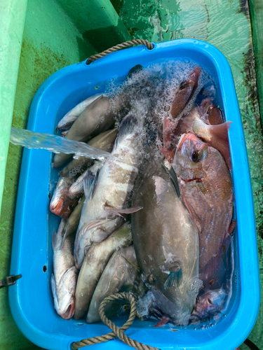 マダイの釣果