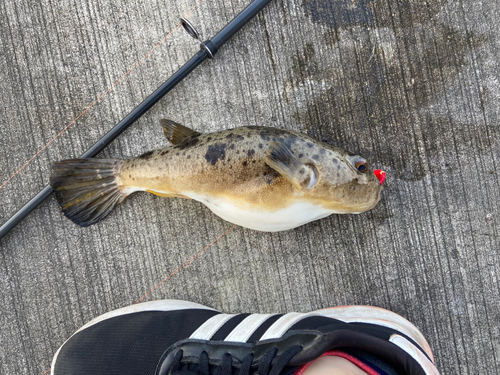 フグの釣果