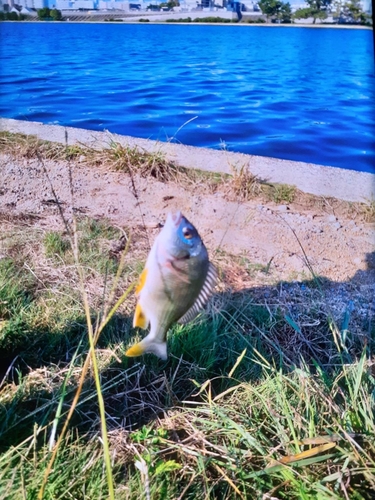 キビレの釣果