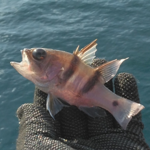 ヨコスジイシモチの釣果