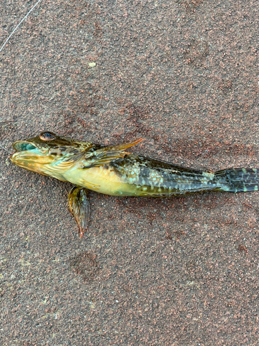 アナハゼの釣果