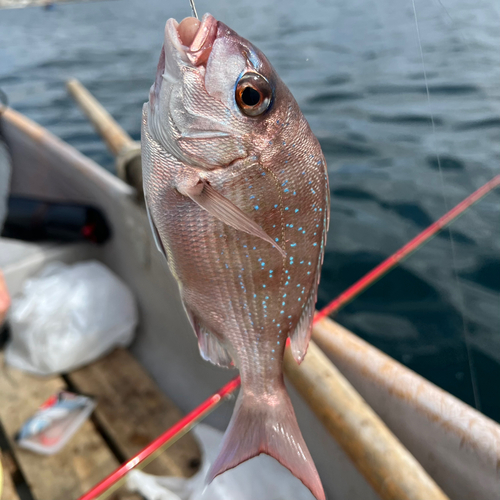 マダイの釣果