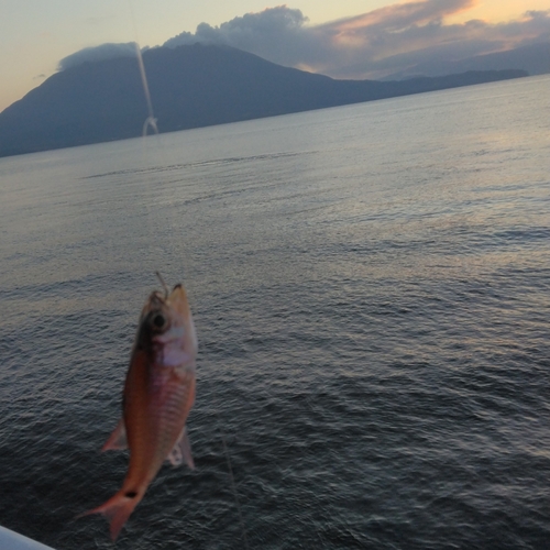 ネンブツダイの釣果