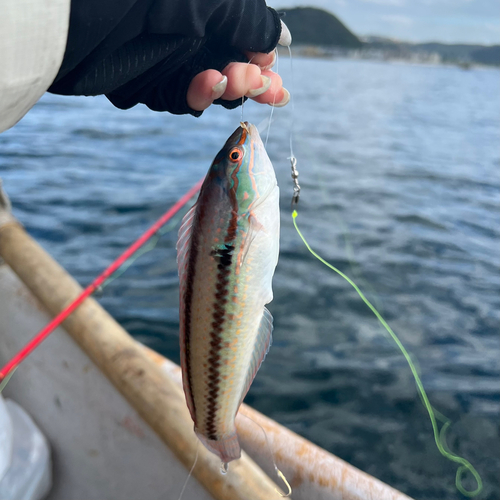 キュウセンの釣果