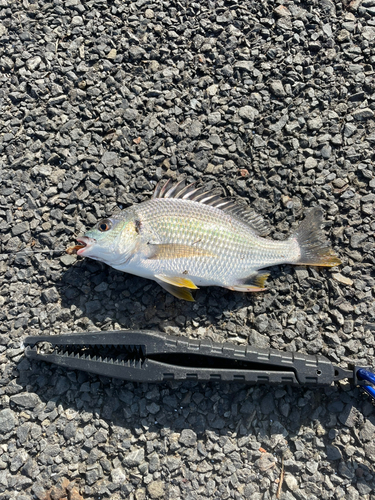 キチヌの釣果