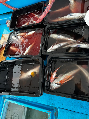 タイの釣果