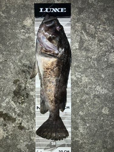 クロソイの釣果