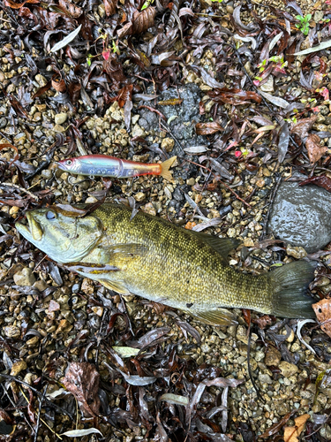 スモールマウスバスの釣果