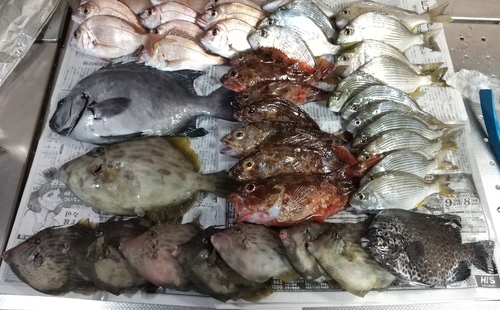 カワハギの釣果