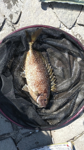 アイゴの釣果