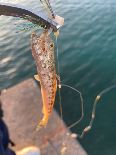 エソの釣果