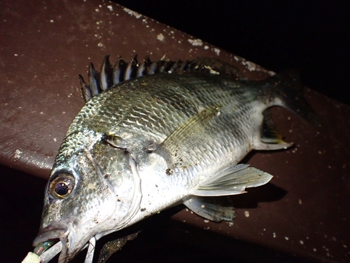 キビレの釣果