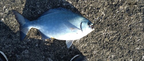 イスズミの釣果