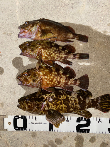 タケノコメバルの釣果