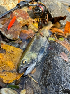 ヒメマスの釣果