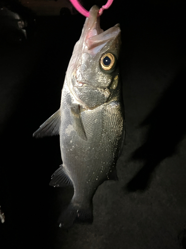 セイゴ（ヒラスズキ）の釣果