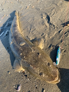 マゴチの釣果