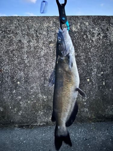 アメリカンキャットフィッシュの釣果