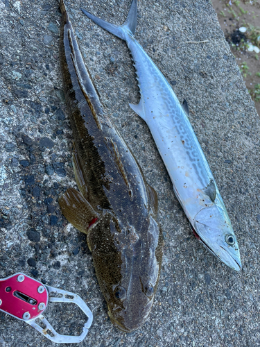 マゴチの釣果