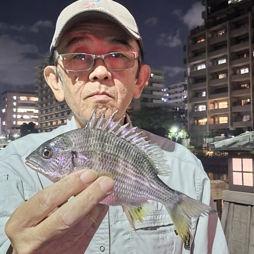 キビレの釣果