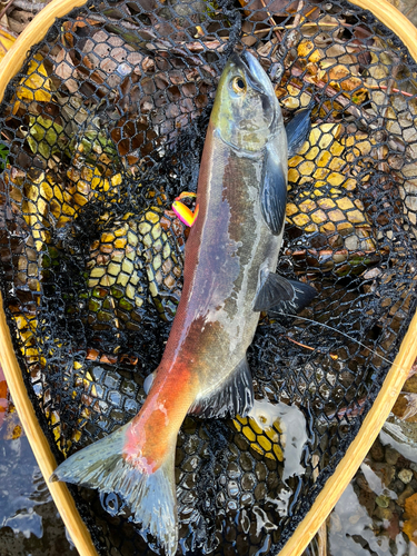 ヒメマスの釣果